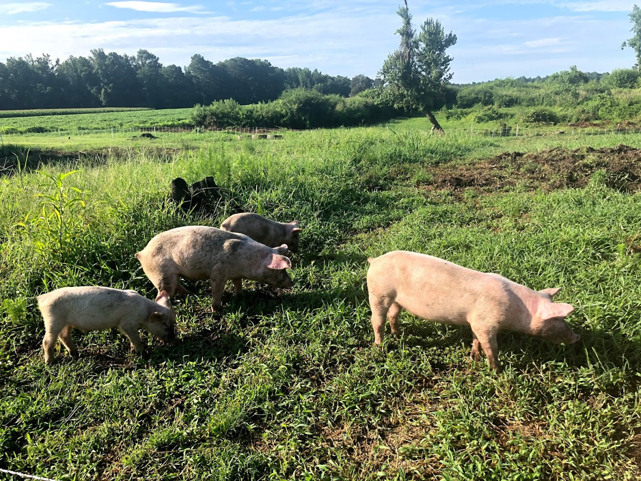 pastured hogs